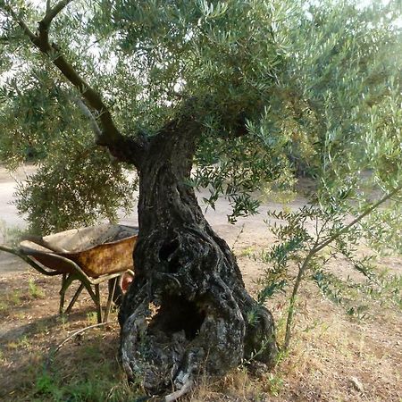 منزل الضيف مارموليخو  في La Aragonesa المظهر الخارجي الصورة