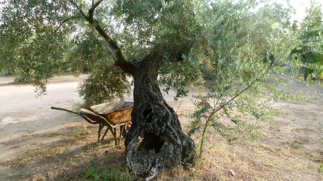 منزل الضيف مارموليخو  في La Aragonesa المظهر الخارجي الصورة
