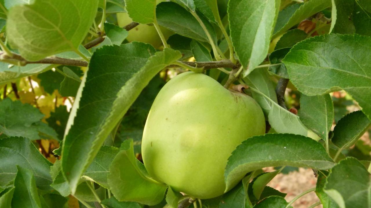 منزل الضيف مارموليخو  في La Aragonesa المظهر الخارجي الصورة